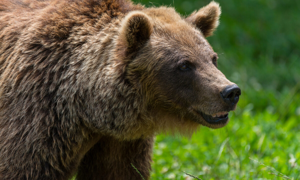 Ours brun