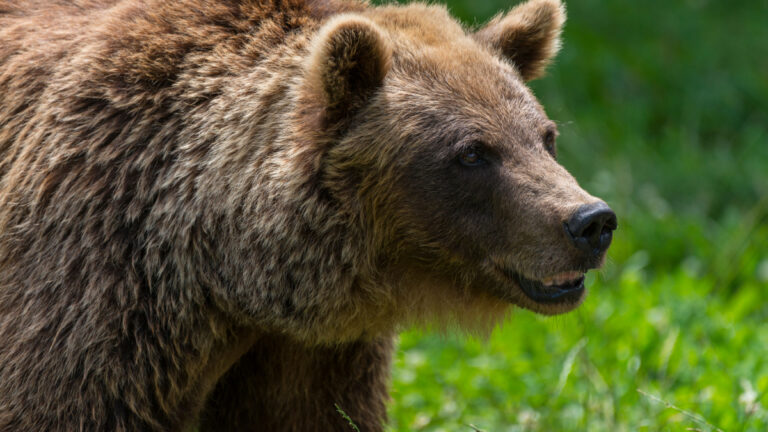Ariège : un éleveur frôle le drame après deux face-à-face avec un ours, sa chienne très grièvement blessée