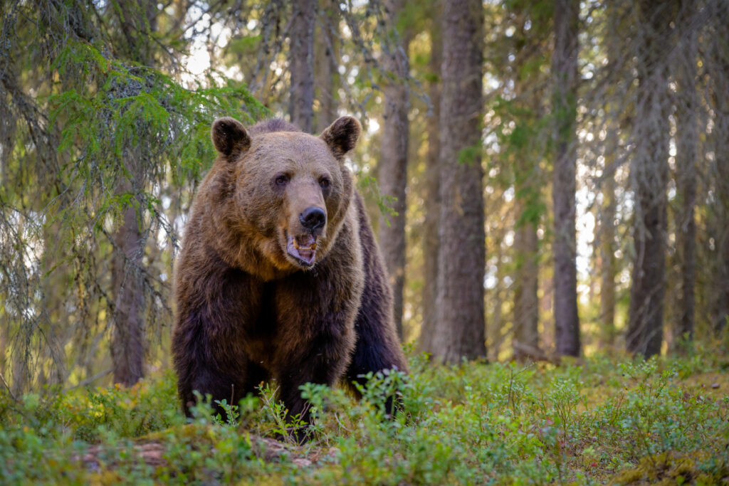 Ours brun Alaska
