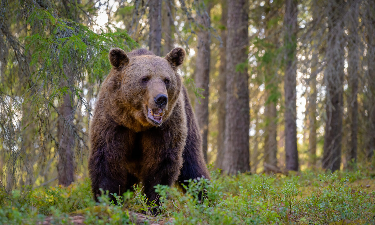 Ours brun Alaska