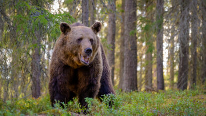 Alaska : attaquée et blessée par un ours, son spray lui permet de s’échapper