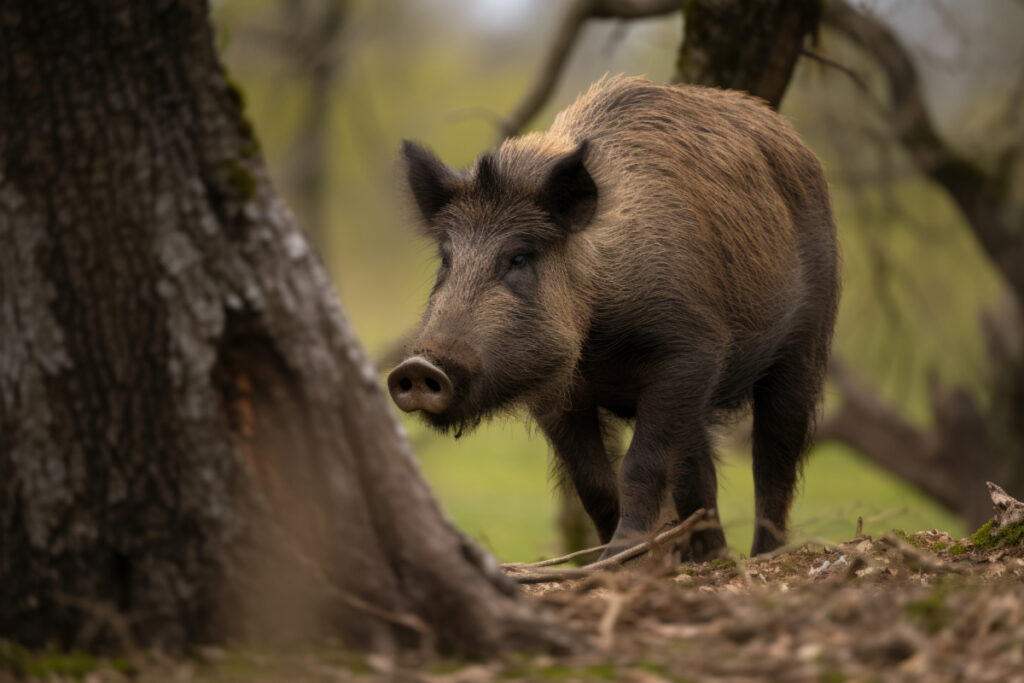 Sanglier