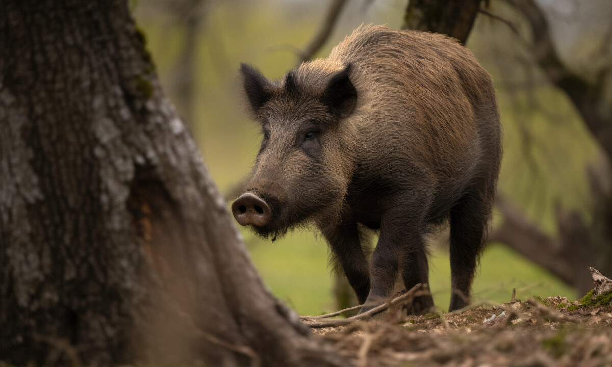 Sanglier