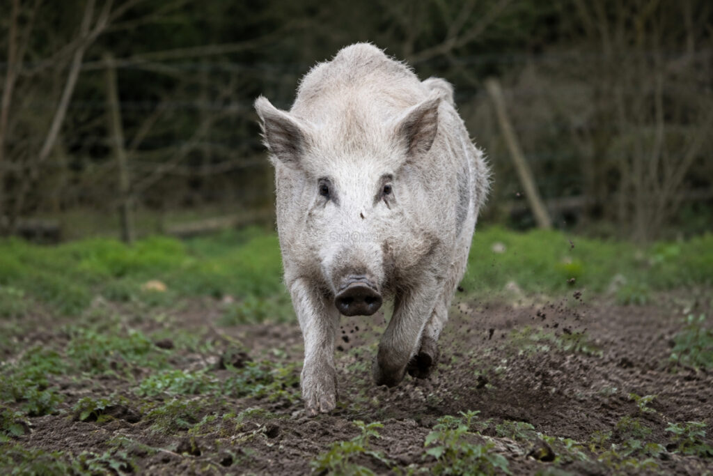 Sanglier blanc