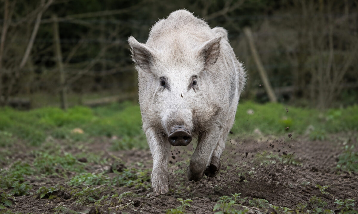 Sanglier blanc
