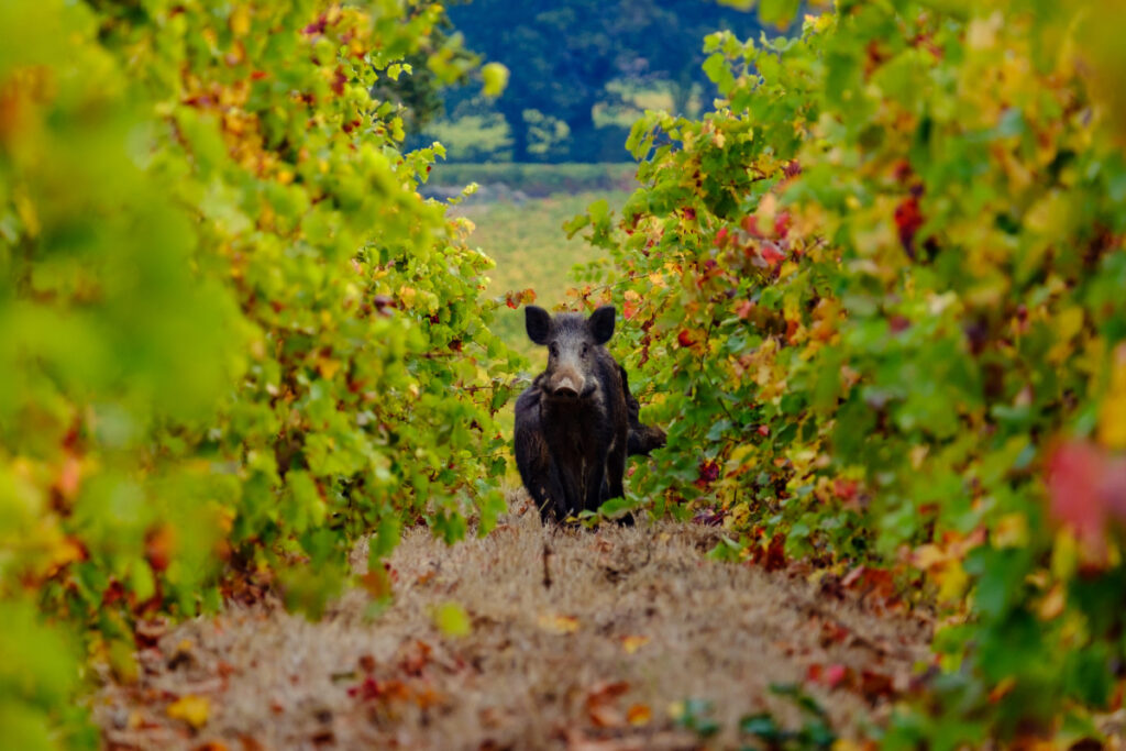 Sanglier dans les vignes