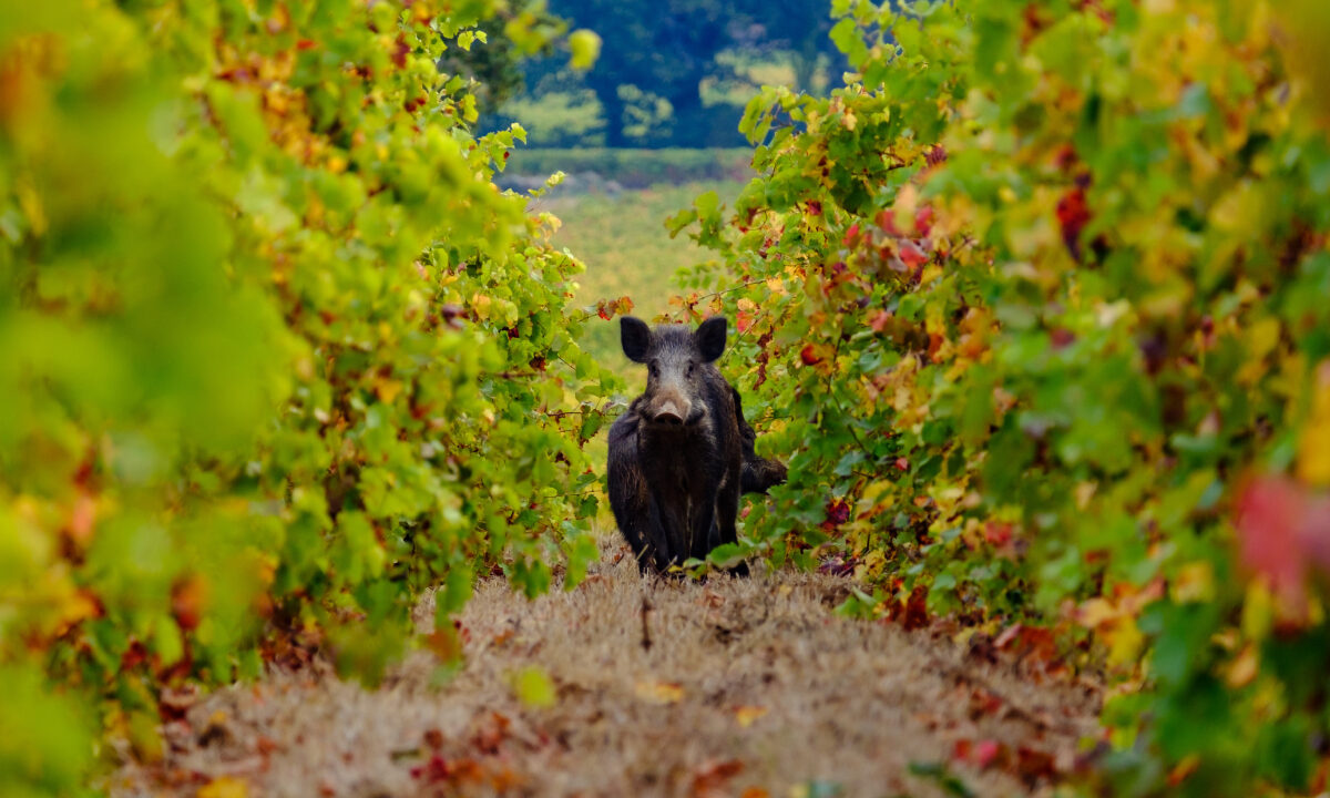 Sanglier dans les vignes