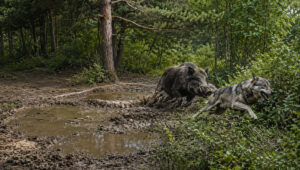 Quand le sanglier chasse le loup : une vidéo qui relativise un mythe