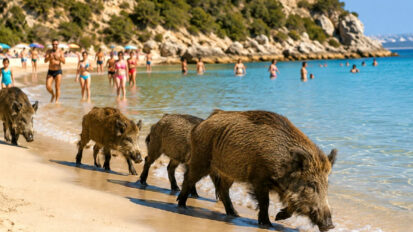 Portugal : 300 000 sangliers qui bousculent le procès fait aux chasseurs de France