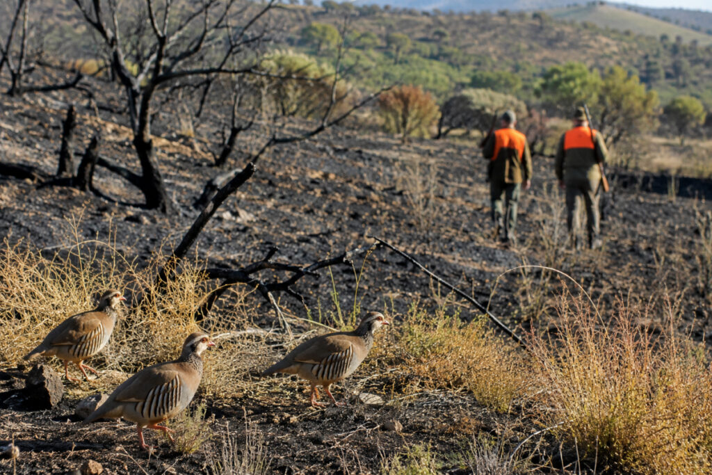 Suspension de la chasse au petit gibier dans le Var