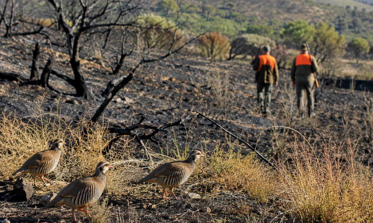 Suspension de la chasse au petit gibier dans le Var