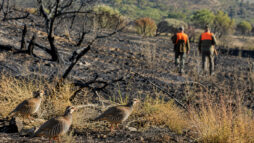 Var : les chasseurs proposent de suspendre le petit gibier après les incendies