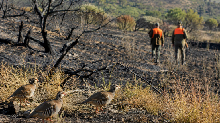 Var : les chasseurs proposent de suspendre le petit gibier après les incendies