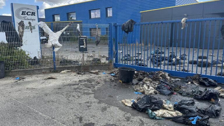 Brière : face au botulisme, les chasseurs jettent des cadavres devant le syndicat des eaux