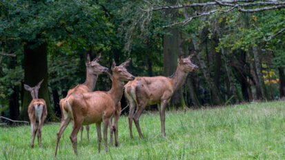 « Du jamais-vu en 60 ans » : le président des chasseurs du Haut-Rhin veut épargner les femelles