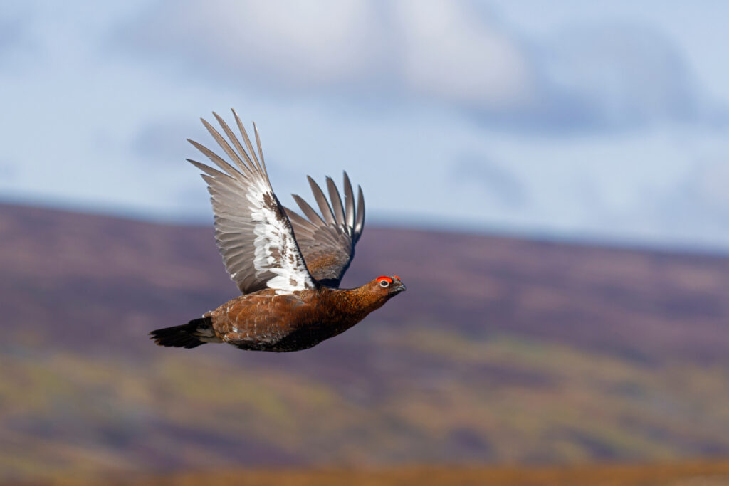 red grouse écosse
