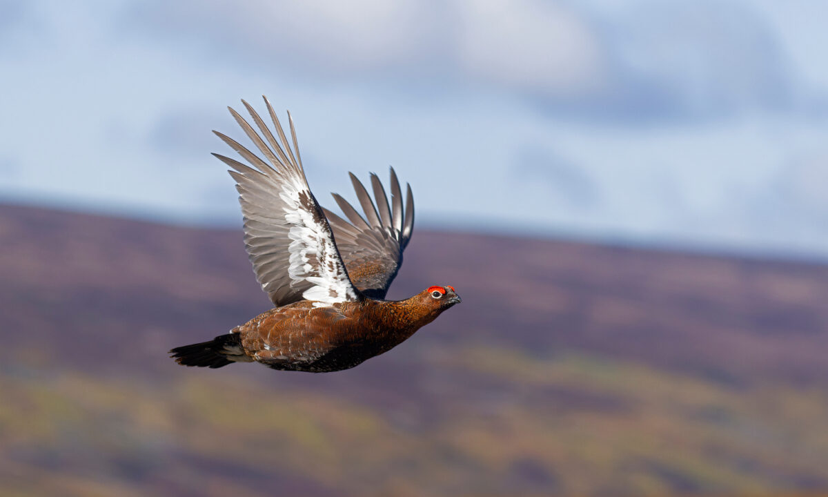 red grouse écosse