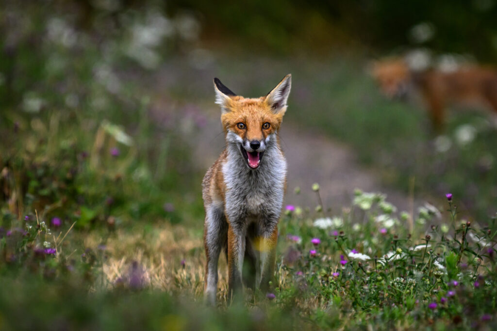 renard roux
