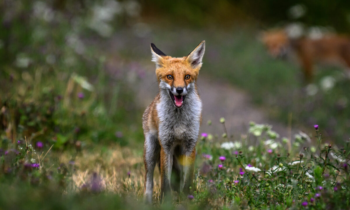 renard roux