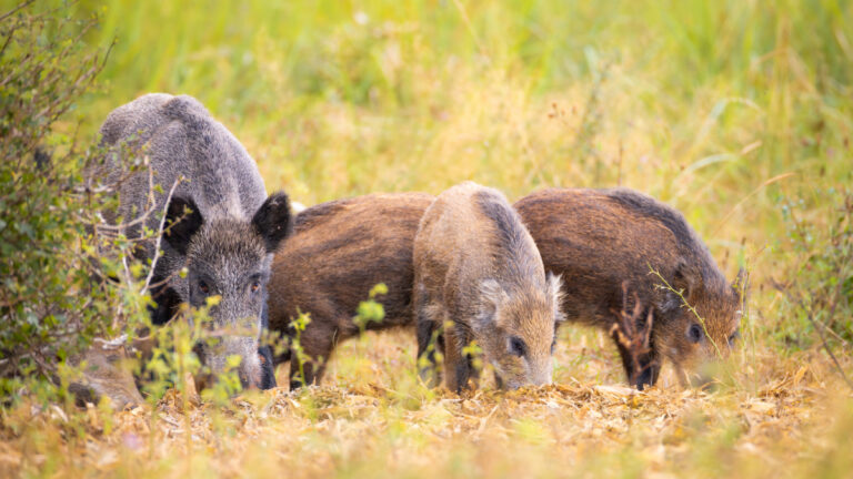 « Moins de chasse, plus de dégâts » : la Coordination Rurale hausse le ton