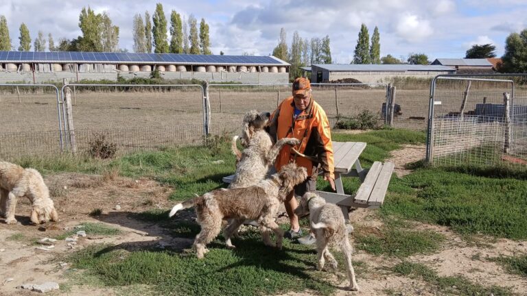 Chasse du sanglier : Bernard Sachot, une vie consacrée à sa meute de griffons vendéens