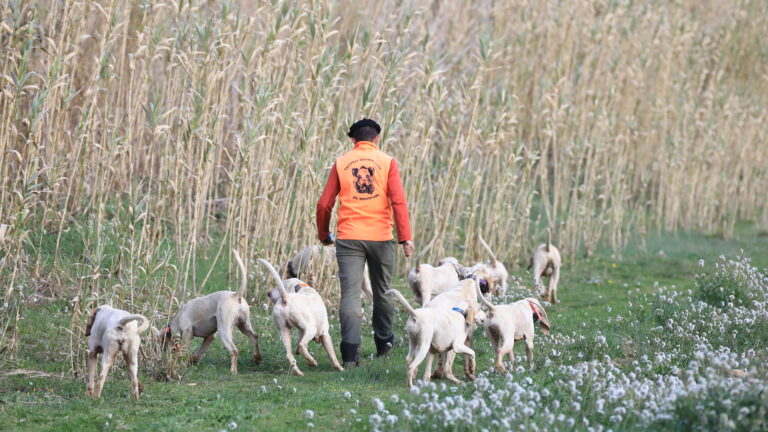 Willy Berdeil : une vie de chasse au sanglier derrière ses porcelaines