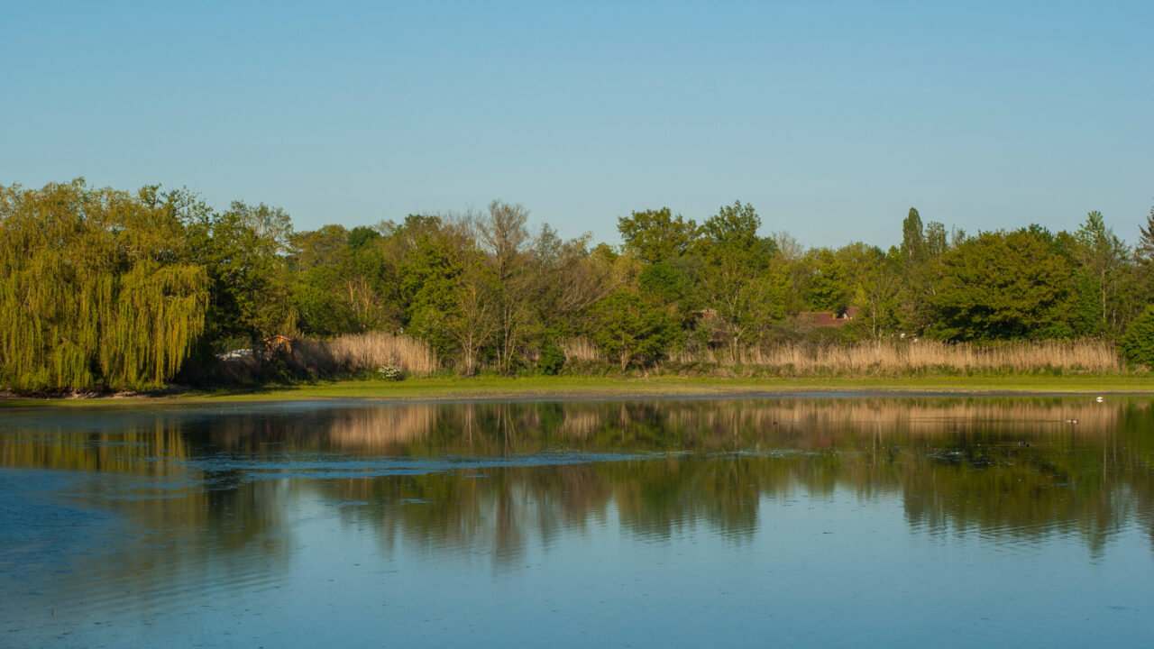 Etang dans les dombes