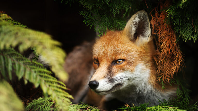 Renard achevé à Thann : face aux menaces, les chasseurs du Haut-Rhin jettent l’éponge