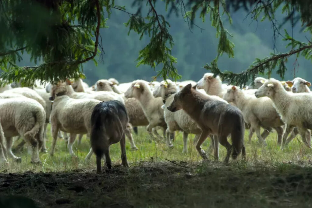 Attaque de loups