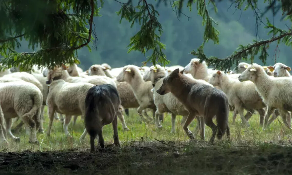Attaque de loups