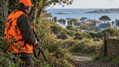 Morbihan : Larmor-Plage programme sept nouvelles battues aux sangliers