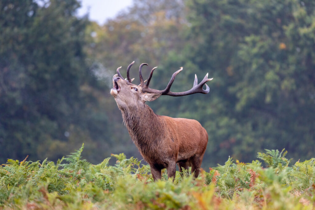 Brame cerf élaphe