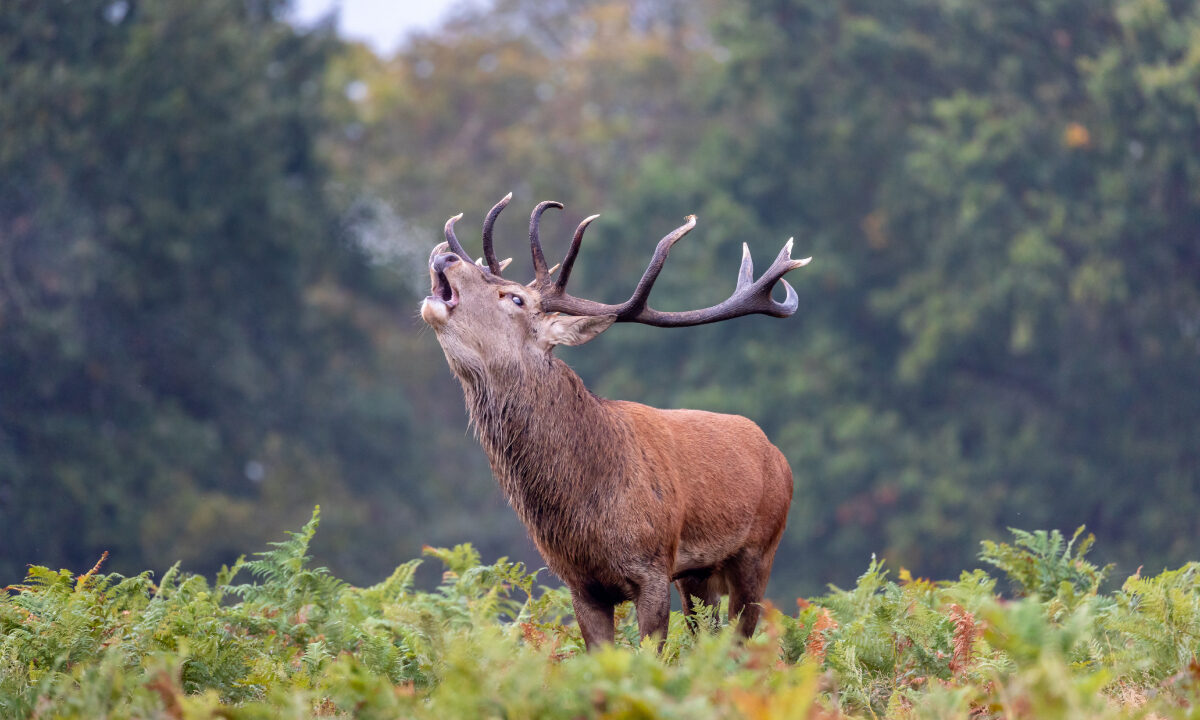 Brame cerf élaphe