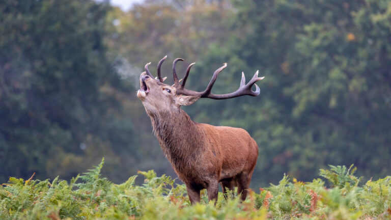 Dordogne : des soirées pour écouter le brame du cerf avec la Fédération des chasseurs