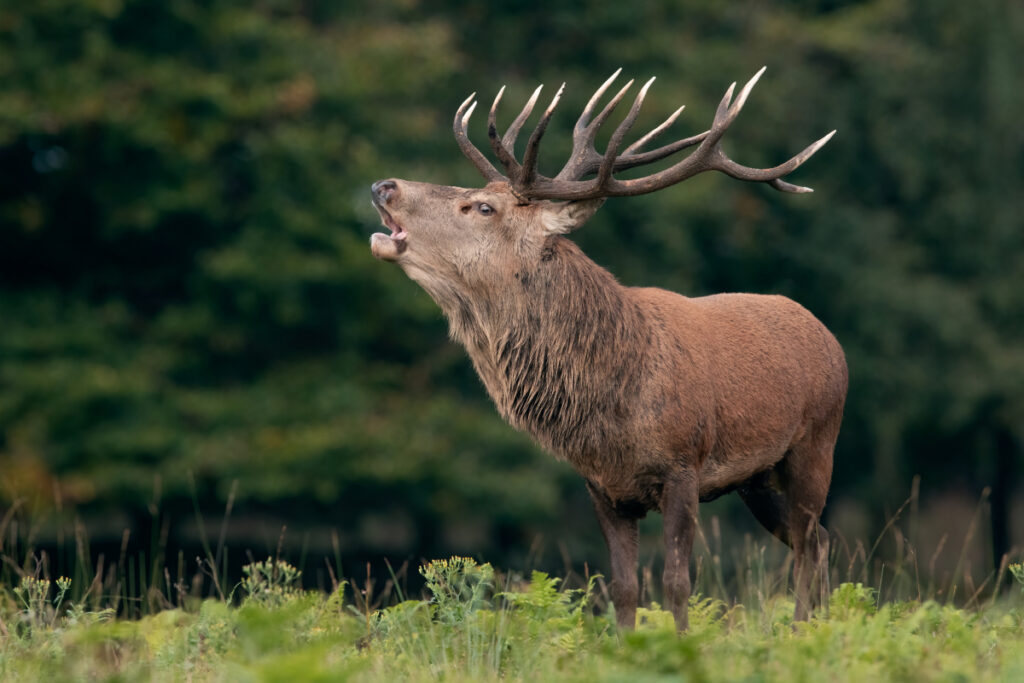 Brame du cerf élaphe