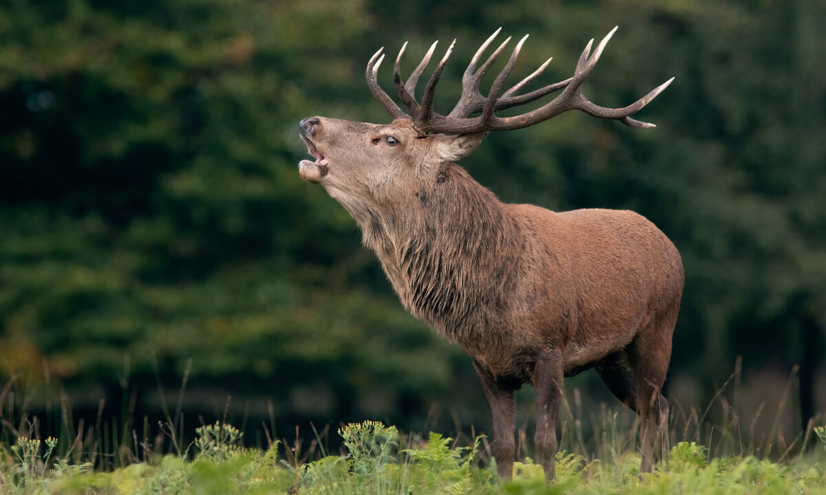 Brame du cerf élaphe