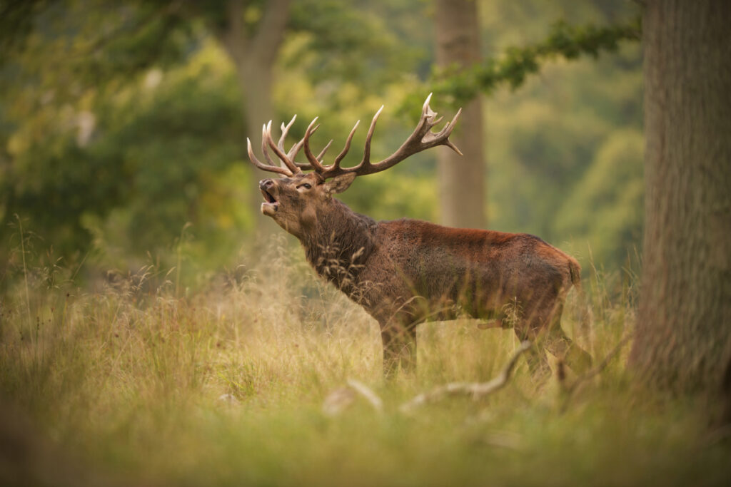 Brame du cerf élaphe