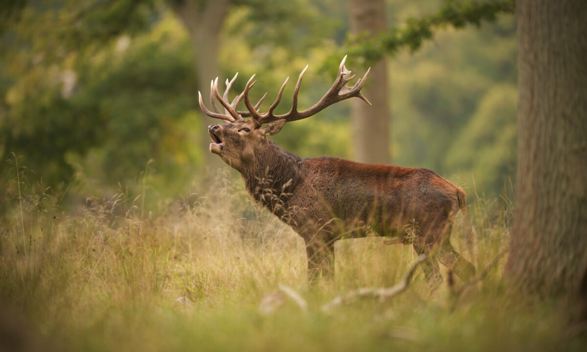 Brame du cerf élaphe