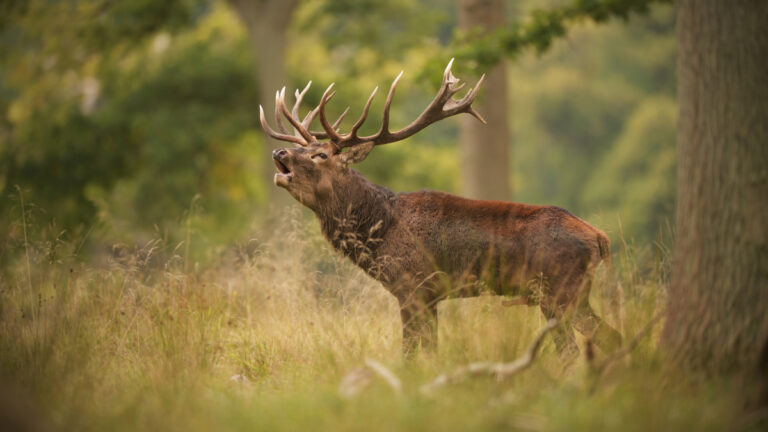 Ardennes : quatre soirées pour découvrir et écouter le brame du cerf