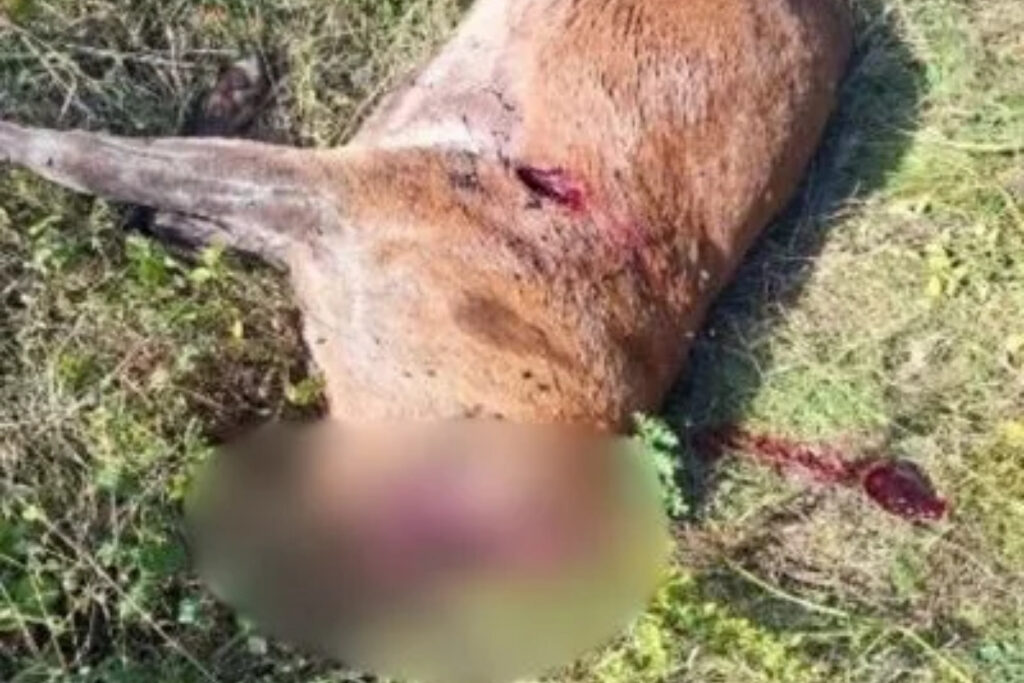Cerfs décapités par des braconniers de trophées