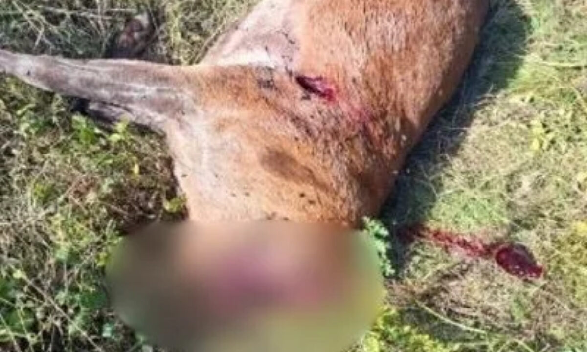 Cerfs décapités par des braconniers de trophées