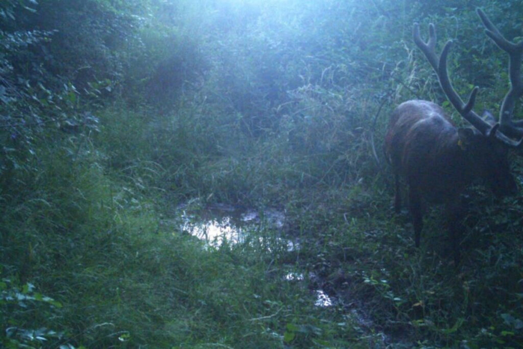 Cerf Pierrounet Aveyron