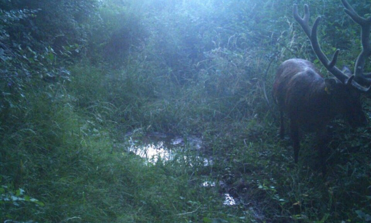 Cerf Pierrounet Aveyron
