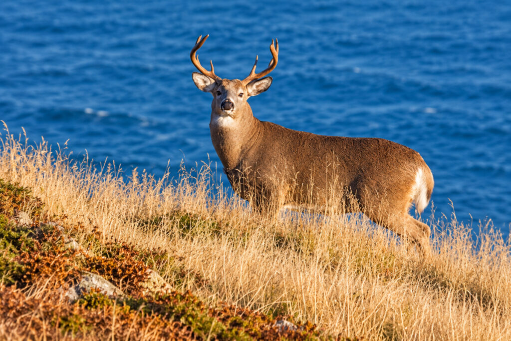Cerf de Virginie appelé chevreuil à Miquelon