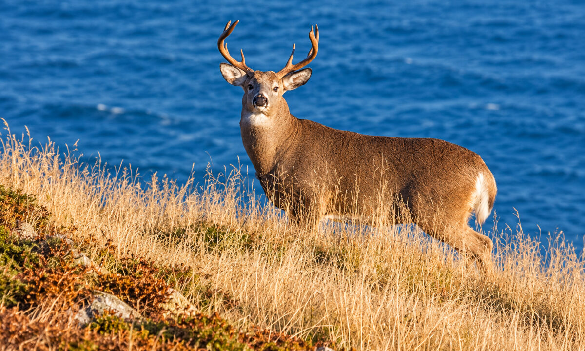 Cerf de Virginie appelé chevreuil à Miquelon