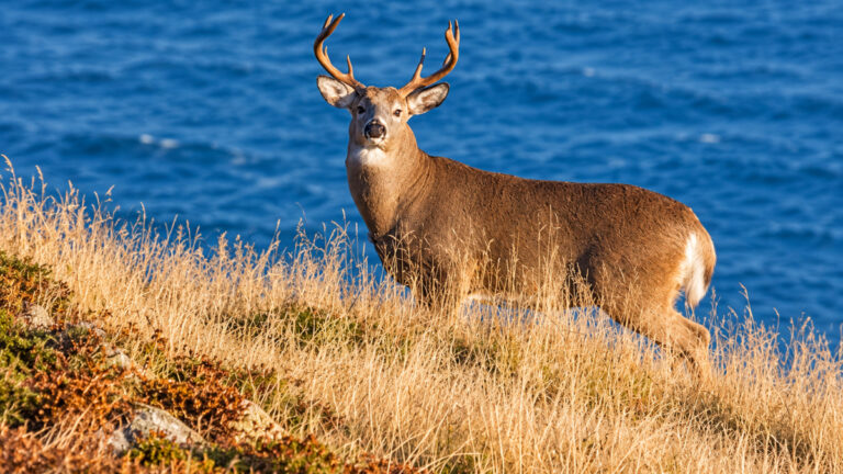Saint-Pierre-et-Miquelon : un cerf de Virginie par chasseur en 2026