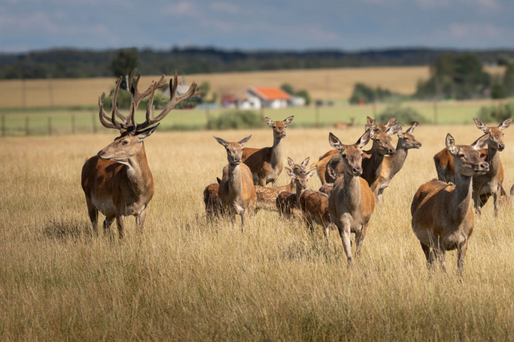 Cerf élaphe, biches et faons