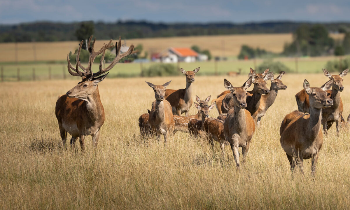 Cerf élaphe, biches et faons