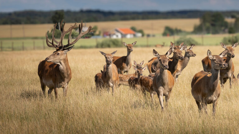 Eure : la chasse du cerf avancée face à une population devenue trop forte