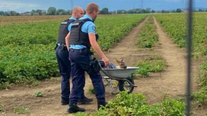 Nord : un chevreuil secouru par des gendarmes… en brouette